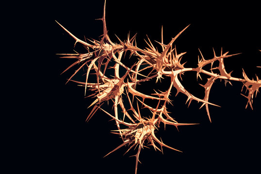 Cardo seco, del g&eacute;nero Cirsium o Onopordum, foto tomada con una c&aacute;mara sin filtro UV y con un filtro cuarteado de photoshop.
