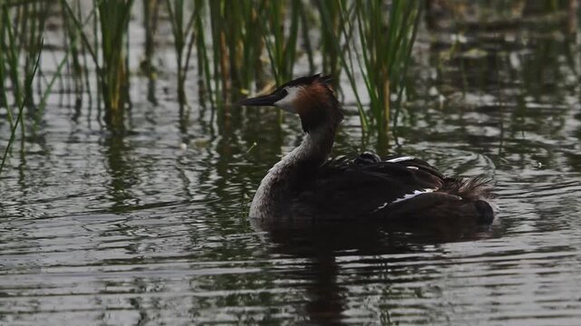 A tender family moment featuring Great Crested Grebes in shallow water. The chicks rest safely on the mother&rsquo;s back while the father approaches with a freshly caught fish, offering it gently to the yo