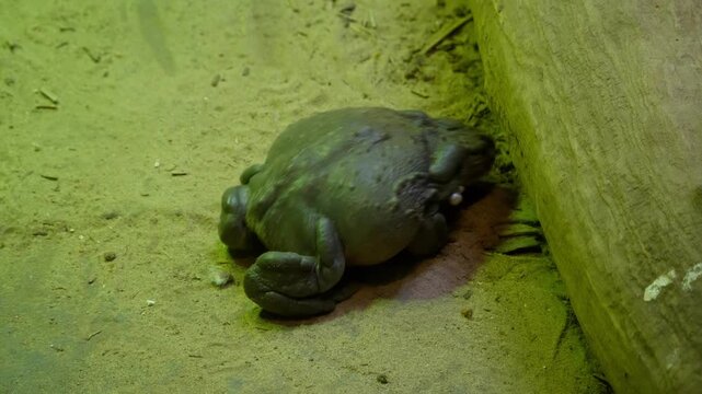 bullfrog feeding 