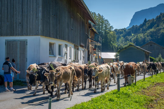 to drive the cattle drown from the mountain pastures in Bregenzerwald in Austria