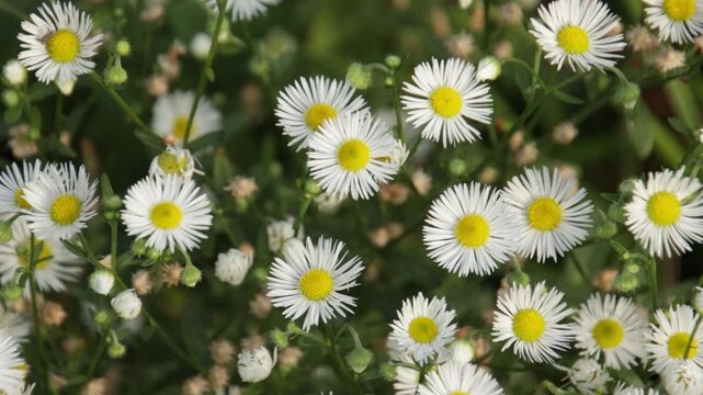 P&acirc;querettes sauvages en floraison, en gros plan	