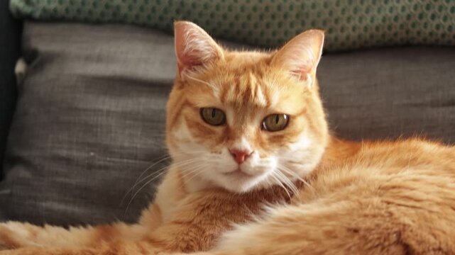 Chat roux dormant sur un canap&eacute;