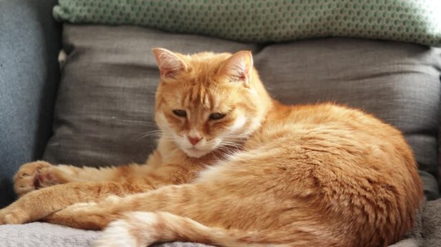 Chat roux dormant sur un canap&eacute;