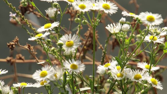 P&acirc;querettes sauvages en floraison, en gros plan	