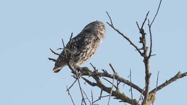 Little owl athene noctua perched outdoors looking forward with yellow eyes
