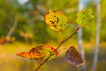 closeup red dry aspen tree bramch in the forest, autumn outdoor scene © Yuriy Kulik