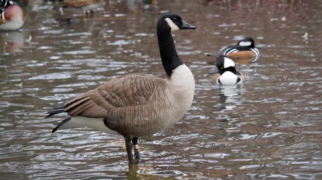 canada goose