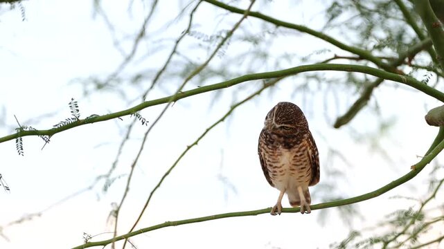A burrowing owl sitting on a tree branch, looking around.
