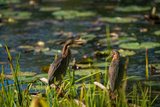 Green Herons in the Pond