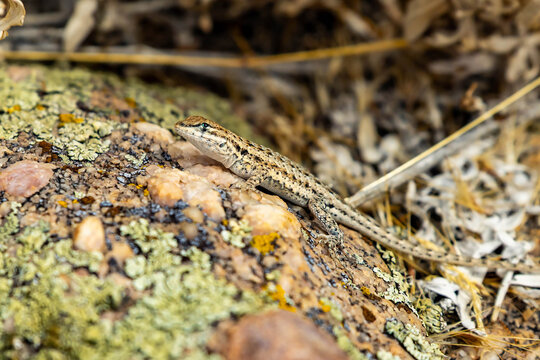 Side-blotched lizard suns on lichen rock at Antelope Island Utah