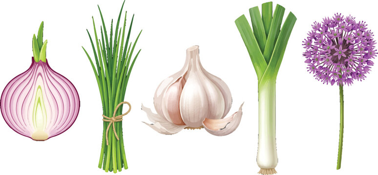 Set of Fresh Allium Vegetables Including Onion Chives Garlic Leek and Purple Flowering Chive Vector Illustration