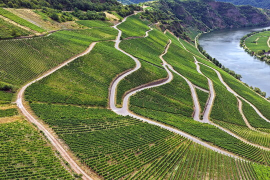 Steile Weinberge an der Moselschleife. Serpentinenwege schl&auml;ngeln sich durch die gr&uuml;nen Rebenh&auml;nge bei Piesport, im Hintergrund flie&szlig;t die malerische Mosel.