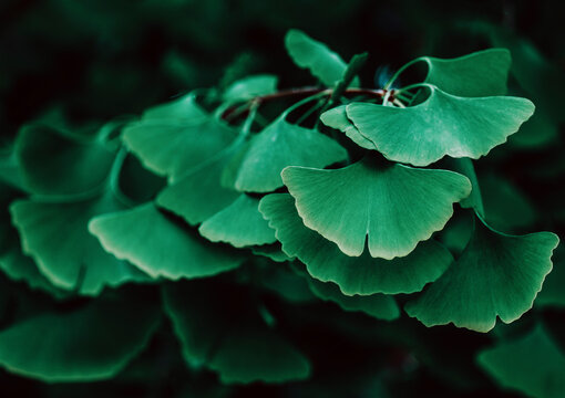 Ginkgo biloba tree with leaves, plant used in Chinese medicine. Ginkgo tree green leaves, medicinal plant decorative. Leaves of a Ginkgobiloba tree in a garden of pharmaceutical herbs