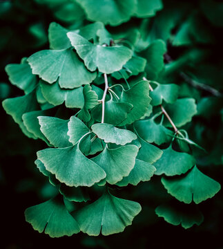 Ginkgo biloba tree with leaves, plant used in Chinese medicine. Ginkgo tree green leaves, medicinal plant decorative. Leaves of a Ginkgobiloba tree in a garden of pharmaceutical herbs