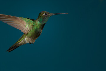 Fototapeta premium Rivoli's Hummingbird in flight