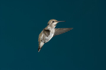 Fototapeta premium Calliope hummingbird in flight