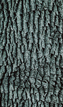 Old rough wood texture. Wooden texture. Wooden background. Tree texture. Tree background. Crack tree texture. Old tree texture. Old tree background. Exotic tree texture. Nature texture background.