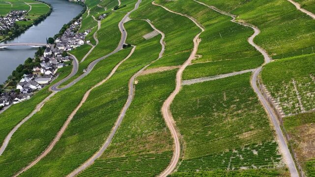 Steile Weinberge an der Moselschleife. Serpentinenwege schl&auml;ngeln sich durch die gr&uuml;nen Rebenh&auml;nge bei Piesport, im Hintergrund flie&szlig;t die malerische Mosel.