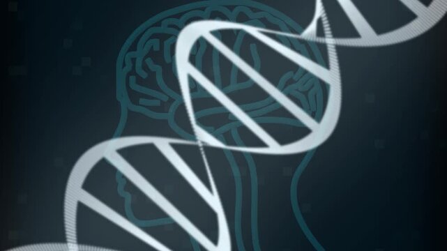 DNA double helix animation overlays a stylized head outline. Biotechnology research guides the double helix animation. Chromosome graphics feature this DNA double helix animation.