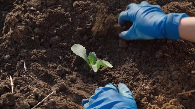 Female hands in blue rubber gloves planting cabbage seedlings in garden bed close-up
