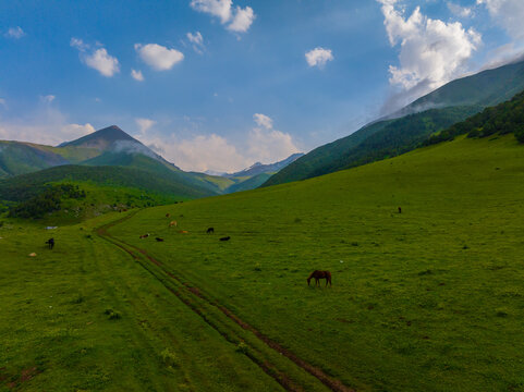 Aerial view captures serene green rolling hills under a bright blue sky. Cows and a horse graze peacefully on the lush pasture, creating a tranquil rural scene.