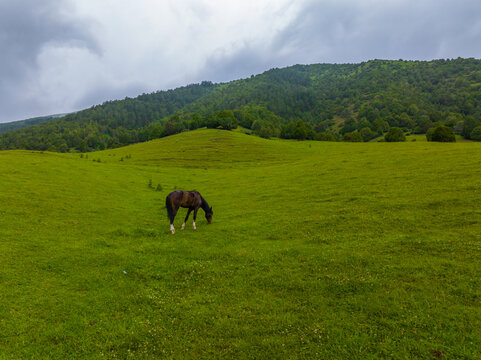 A single dark horse with white markings grazes in a vibrant green meadow. The serene scene features rolling hills and a hazy, overcast sky, evoking a peaceful rural atmosphere.