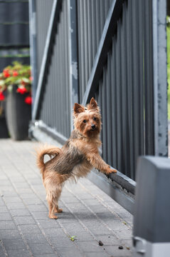 A Yorkshire Terrier stands on its hind legs by a metal sliding gate in a home's yard.