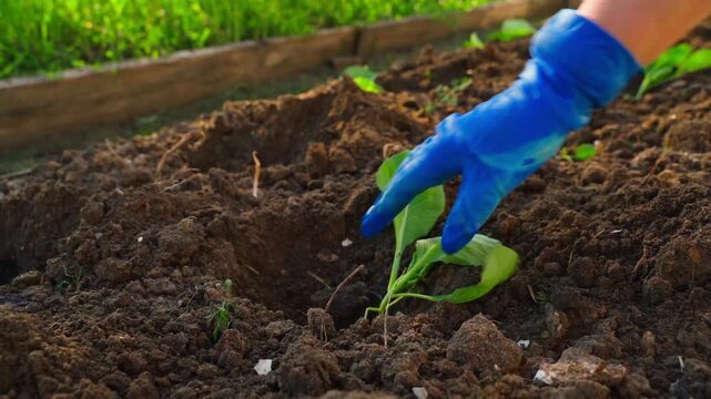 Female hands in rubber gloves placing cabbage seedling into hole in garden bed close-up
