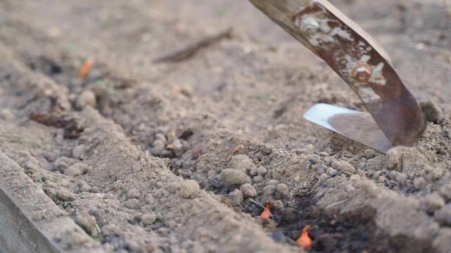 Covering freshly planted onion sets with soil in garden bed close-up
