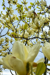 White magnolia flowers blooming on tree branches against a clear blue sky background during the spring season © ir1ska
