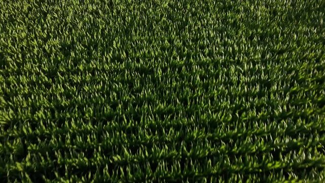 Toma cenital y levantamiento de camara en un campo de ma&iacute;z