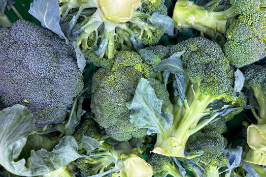 Green broccoli heads grouped together on a dark background showing texture and natural detail of raw vegetables
