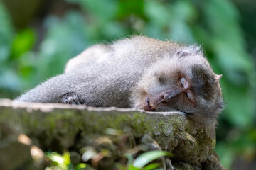Close-up of a resting long-tailed macaque sleeping on a mossy tree branch in lush tropical forest. © Andrei Tomas
