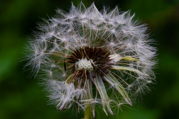 Macro detail of a partially dispersed dandelion seed head with delicate white parachute seeds and exposed achenes against a soft green natural background. © Petr