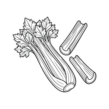  Fresh celery bunch stalk with serrated leafy greens and cut celery sticks line art vector illustration isolated on white background.  