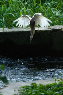 pond heron bird want to catch fish
