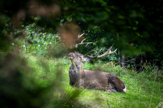 Red deer, Cervus elaphus, Bieszczady Mountains, Poland