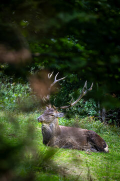 Red deer, Cervus elaphus, Bieszczady Mountains, Poland