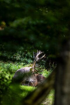 Red deer, Cervus elaphus, Bieszczady Mountains, Poland
