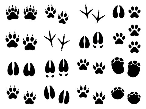 Animal Tracks Silhouette Vector Set Paw Prints Hoof Prints Bird Footprints Black Silhouettes Collection Isolated on White Background