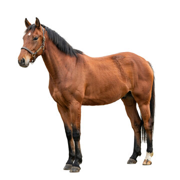 Bay horse standing with leather bridle isolated on a transparent background