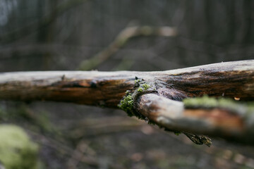 Obraz premium Moss, tree bark and fallen deadwood in a damp winter forest without snow. Decaying wood and natural vegetation show the quiet seasonal cycle of a woodland ecosystem.