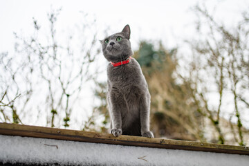Obraz premium Russian Blue cat sitting outdoors beside snow on a cold winter day. Gray domestic cat with green eyes looks upward against a softly blurred garden background.