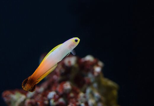 Fire goby, Fire Dartfish (Nemateleotris magnifica)