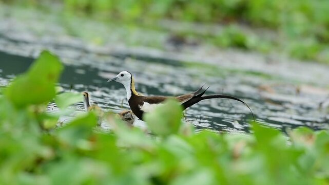 pheasant tailed jacana bird habitat with chicks