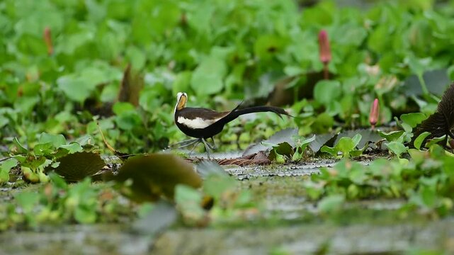 pheasant tailed jacana bird habitat with chicks