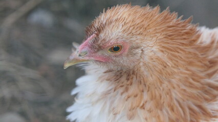 close up of a chicken © FloresMoran