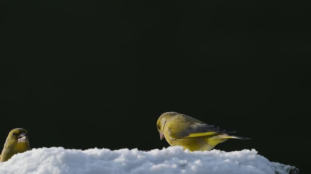 Serveral greenfinches and great tits searches for food in the snow, garden, winter, lower saxony, (carduelis chloris, parus major), germany