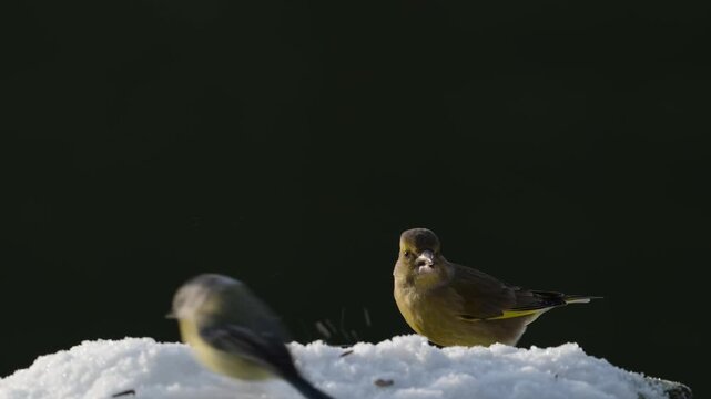 Serveral greenfinches and great tits searches for food in the snow, garden, winter, lower saxony, (carduelis chloris, parus major), germany