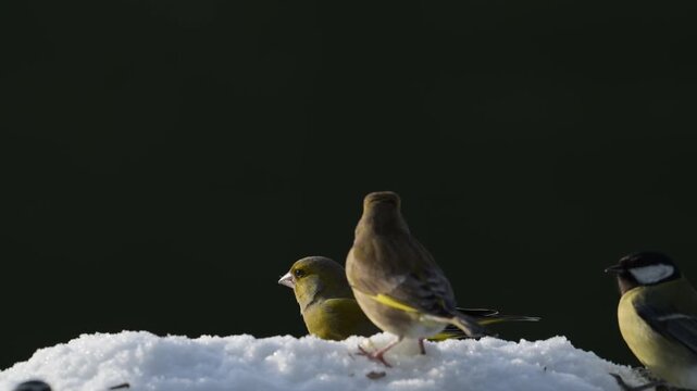 Serveral greenfinches and great tits searches for food in the snow, garden, winter, lower saxony, (carduelis chloris, parus major), germany